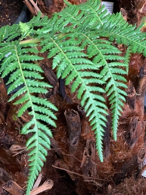 TREE FERN 1FT